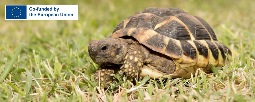 Help the Turtles (Frankreich)